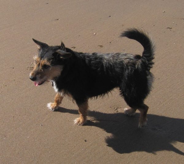 Alnmouth March 2014 061